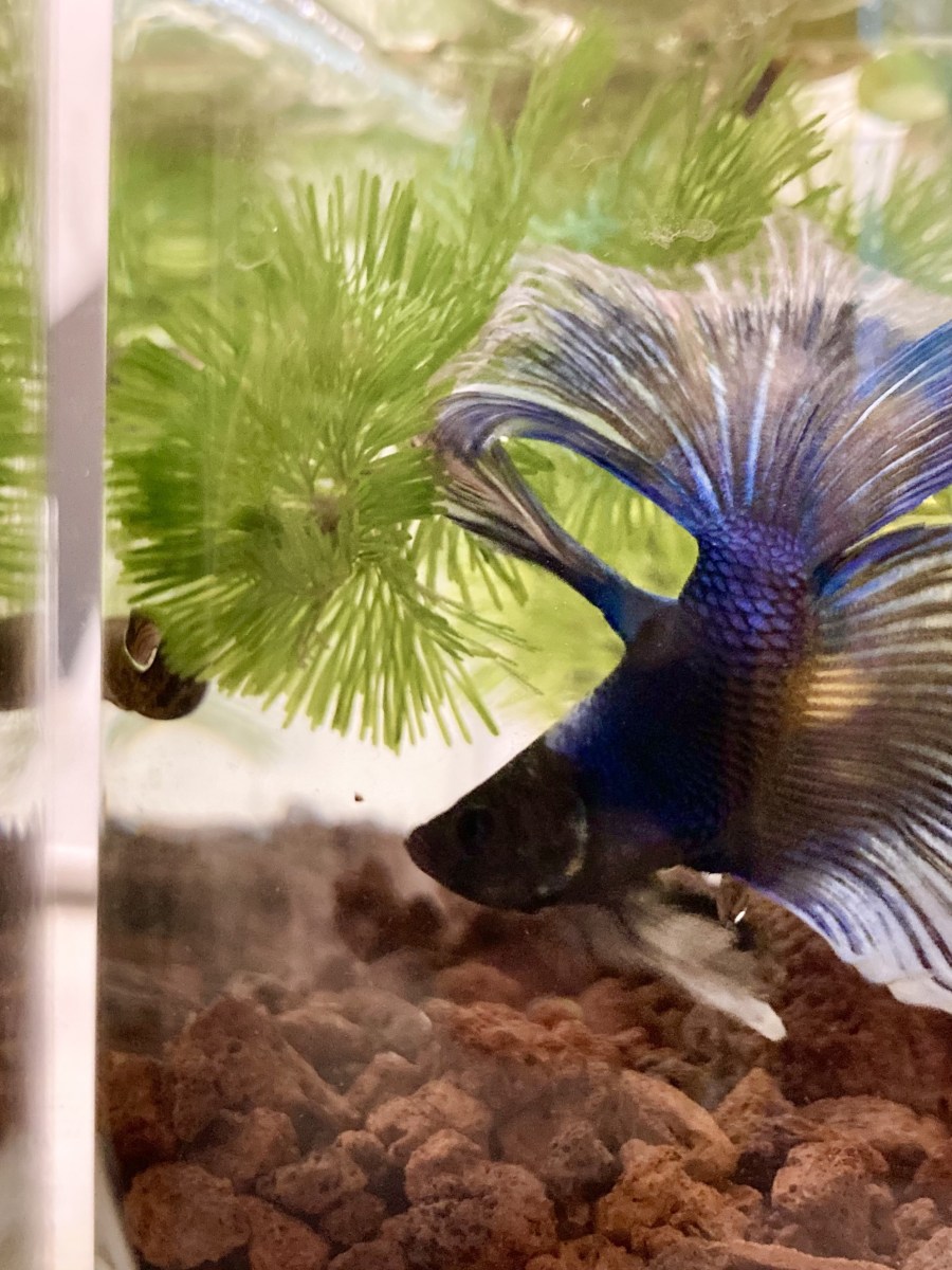 新手養鬥魚日記 – Part&nbsp;2