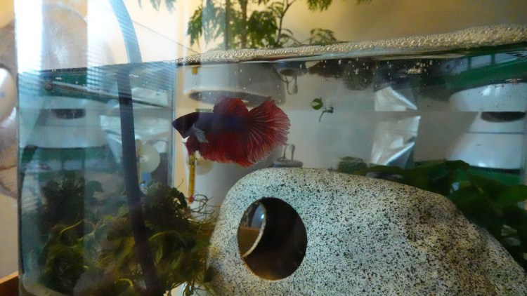 鬥魚尾巴受損後的恢復過程